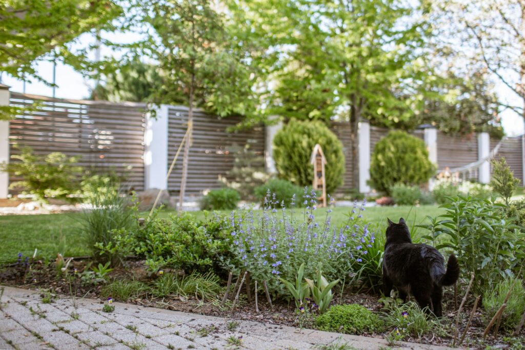 Katze im Garten