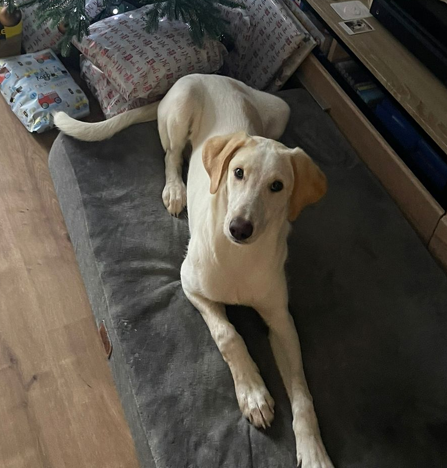 Hund im Garten eines gepflegten Anwesens