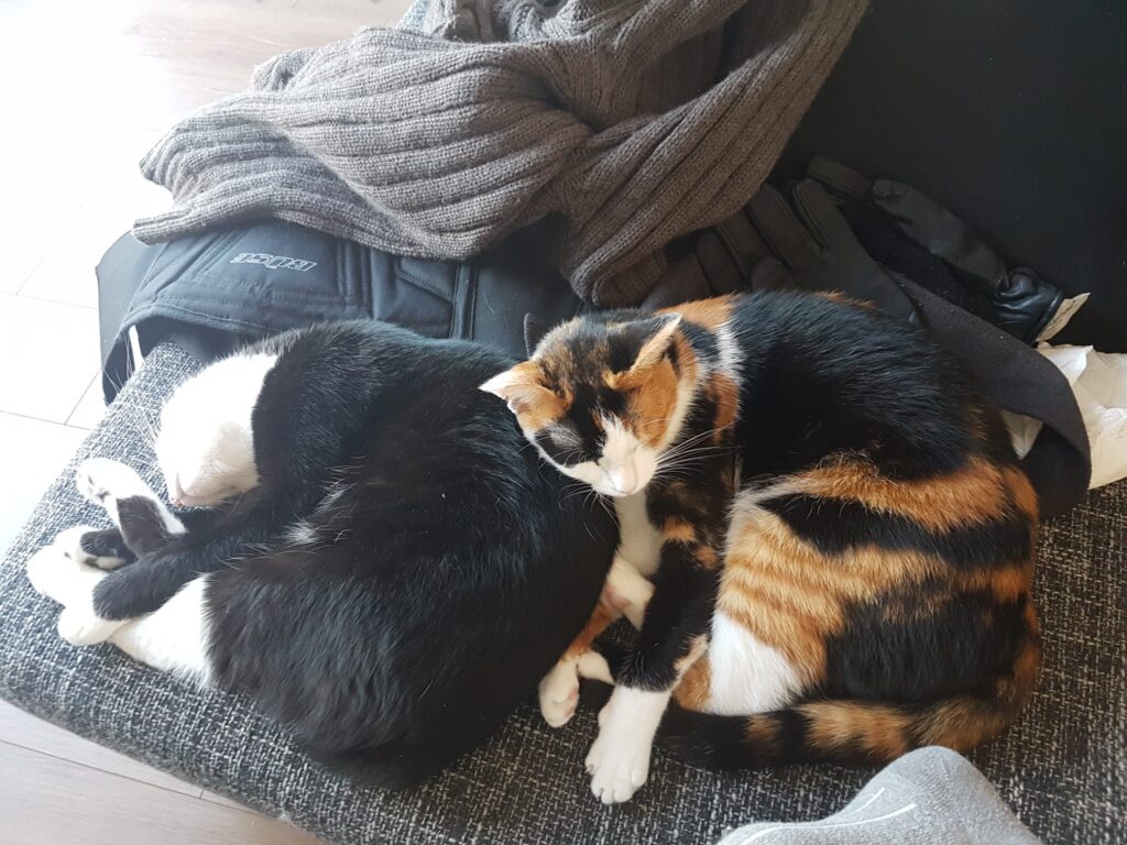 Hund im Garten eines gepflegten Anwesens